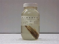 藏品(鸚哥魚)的圖片